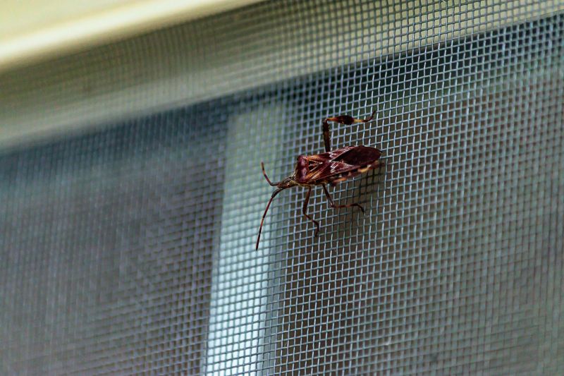Prevent Insects from Entering the Home with Screen Repair!